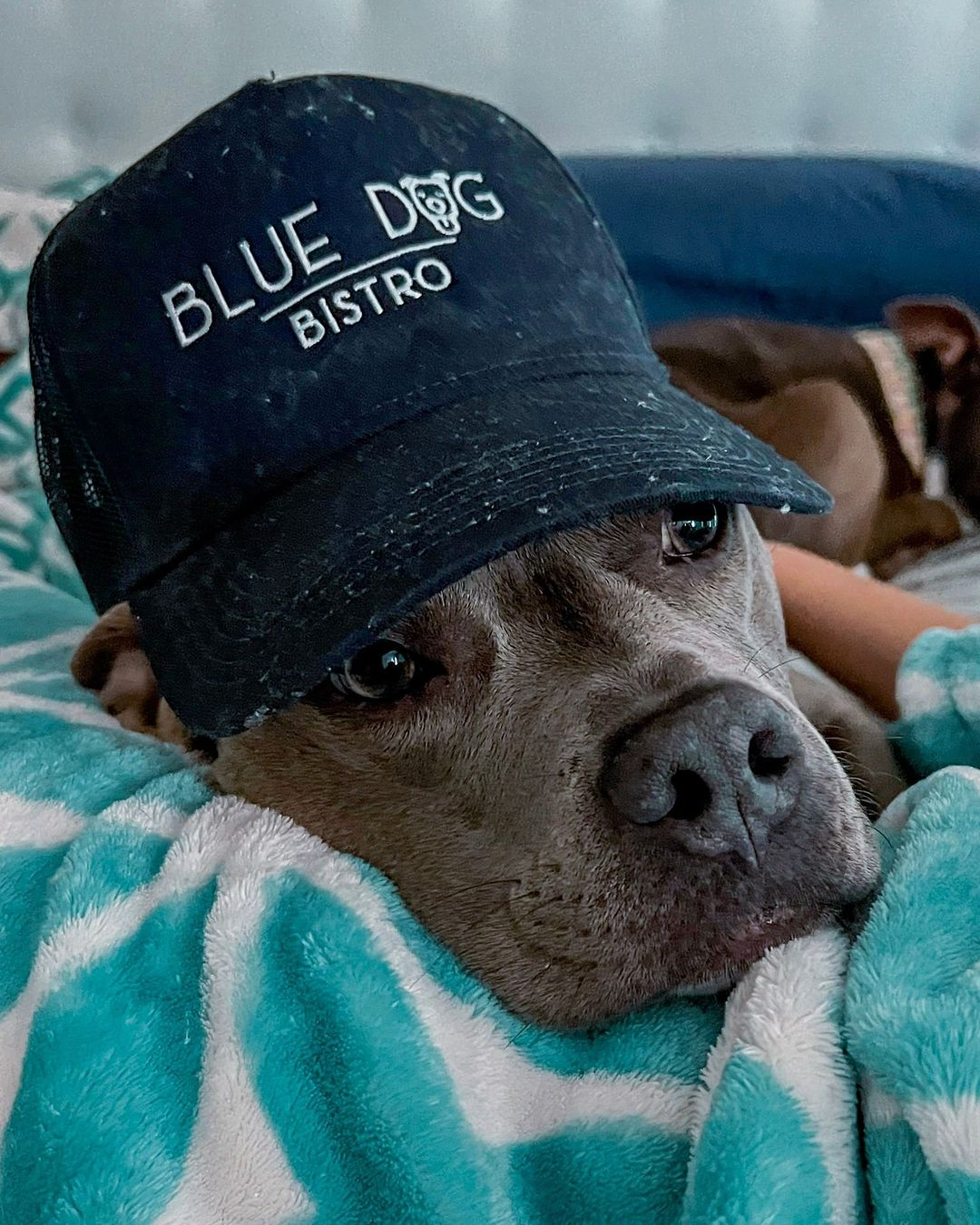 blue dog bistro